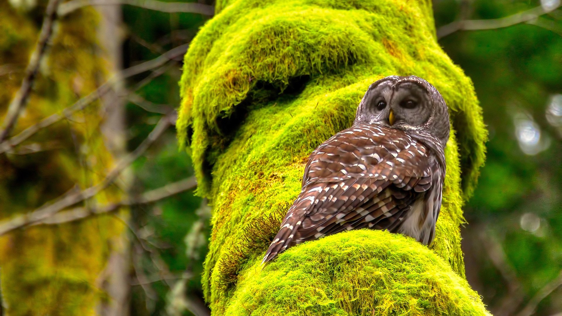 开云电竞账号入口-关键时刻，狼王蒂伊多次投中决定胜负的远距离三分！，狼王大帝